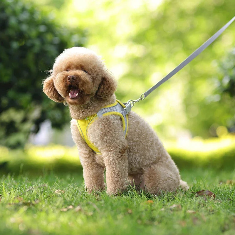 Adjustable Mesh Puppy Harness & Leash Set